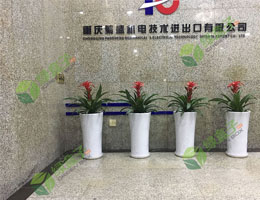 重慶繁盛機電進出口植物租擺案例