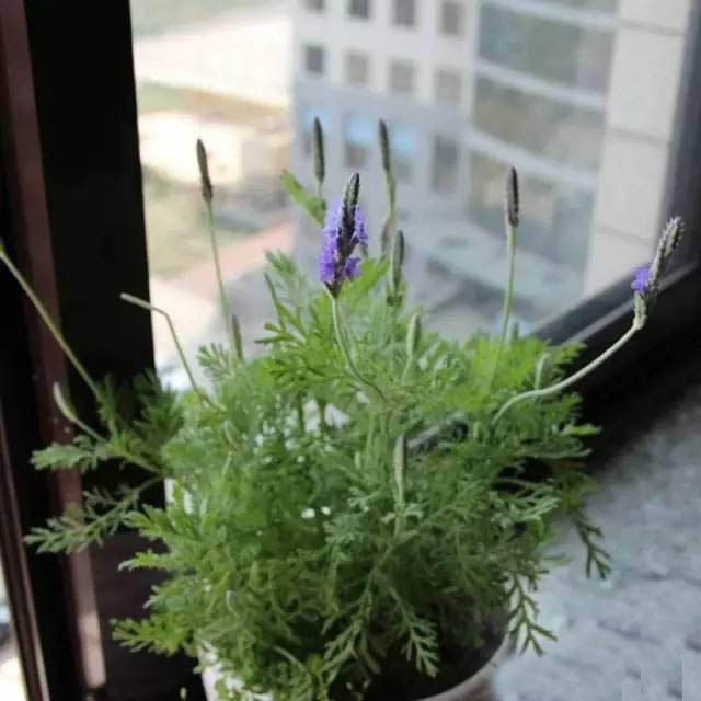 夏日天熱清香驅蚊盆栽，你知道多少？