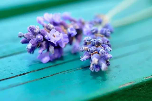 夏日天熱清香驅蚊盆栽，你知道多少？