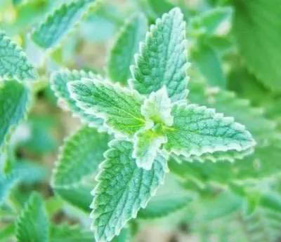 夏日天熱清香驅蚊盆栽，你知道多少？