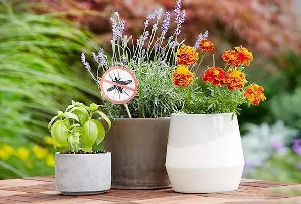 夏日天熱清香驅蚊盆栽，你知道多少？