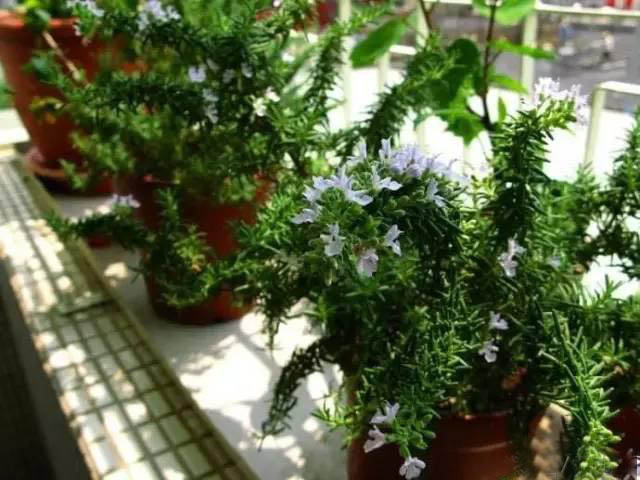 夏日天熱清香驅蚊盆栽，你知道多少？