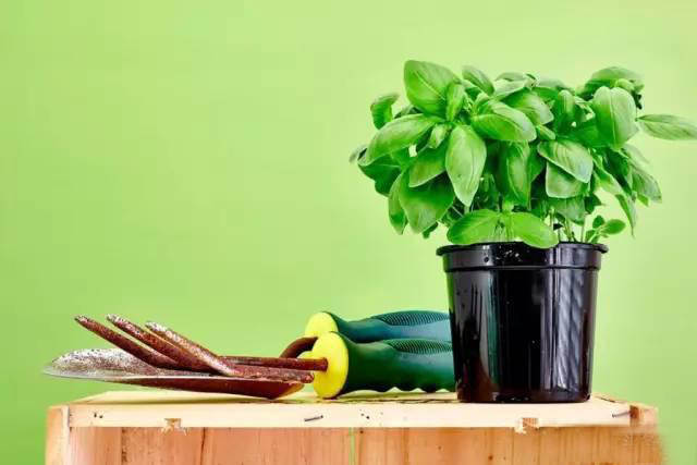 夏日天熱清香驅蚊盆栽，你知道多少？