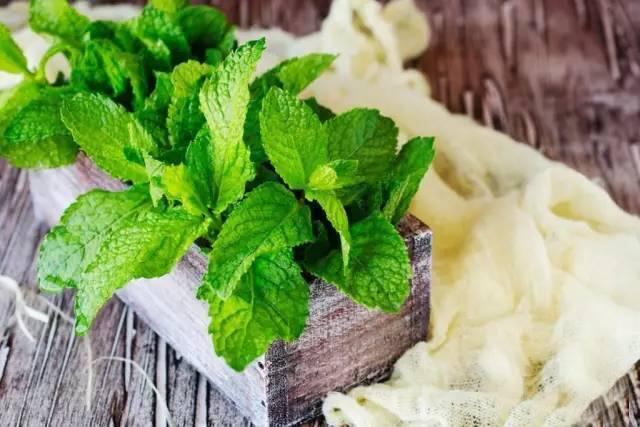 夏日天熱清香驅蚊盆栽，你知道多少？