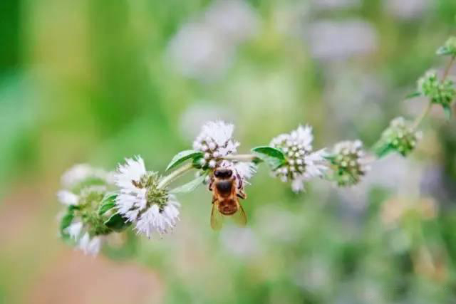 夏日天熱清香驅蚊盆栽，你知道多少？