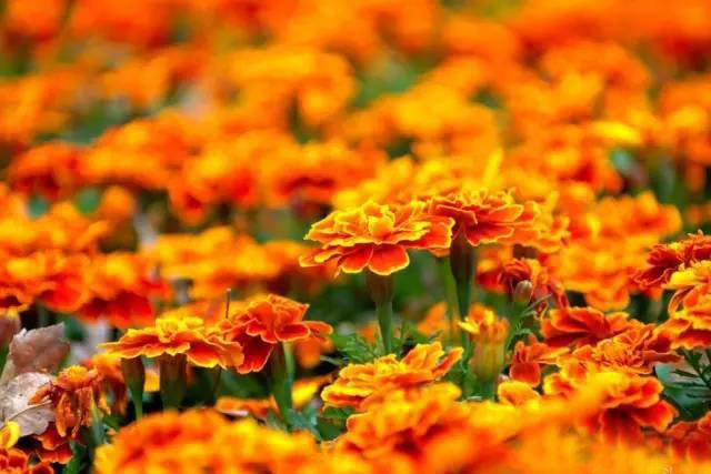 夏日天熱清香驅蚊盆栽，你知道多少？