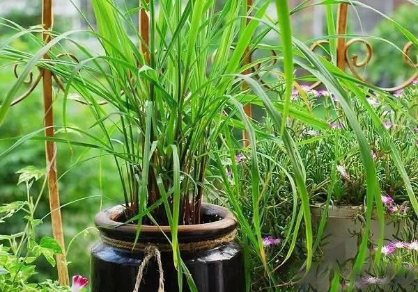 夏日天熱清香驅蚊盆栽，你知道多少？