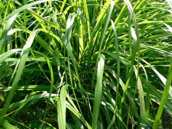 夏日天熱清香驅蚊盆栽，你知道多少？