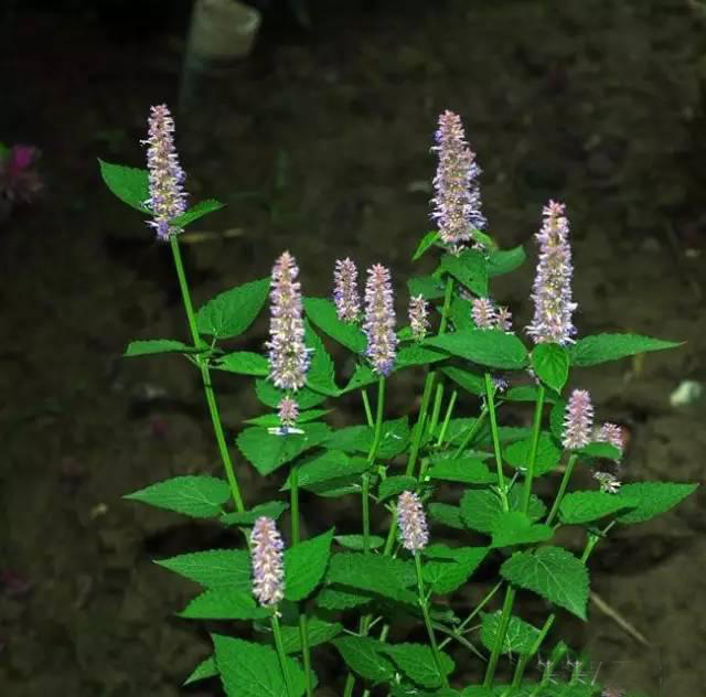 夏日天熱清香驅蚊盆栽，你知道多少？