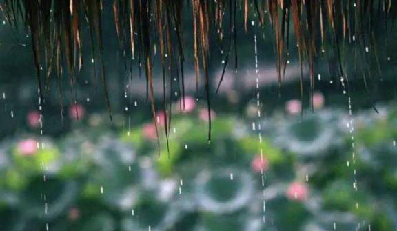 梅雨季節(jié)，養(yǎng)花怎么做？