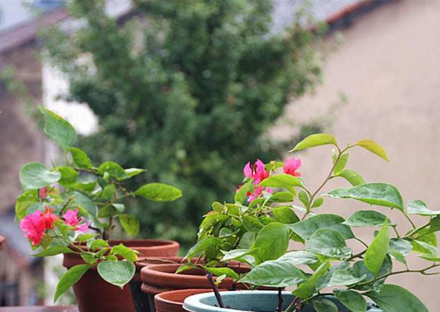 梅雨季節(jié)，養(yǎng)花怎么做？