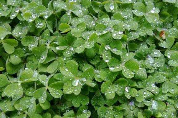 梅雨季節(jié)，養(yǎng)花怎么做？