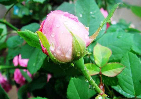 梅雨季節(jié)，養(yǎng)花怎么做？