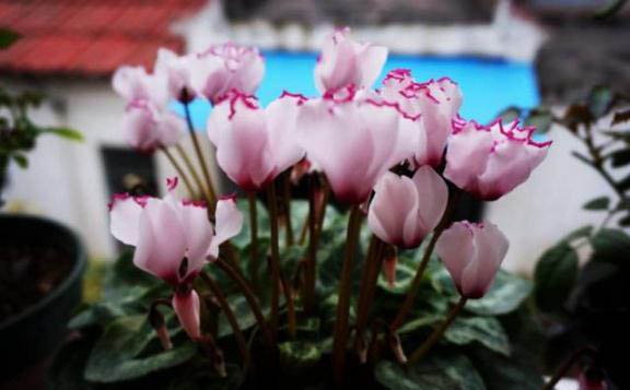 梅雨季節(jié)，養(yǎng)花怎么做？