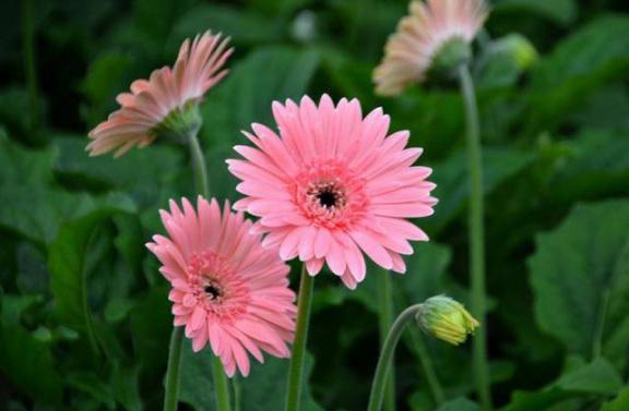 梅雨季節(jié)，養(yǎng)花怎么做？