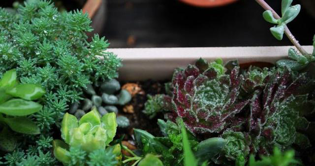 梅雨季節(jié)，養(yǎng)花怎么做？