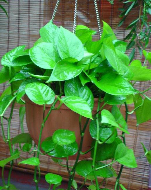 梅雨季節(jié)，養(yǎng)花怎么做？