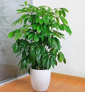 植物租賃搖錢樹(shù)