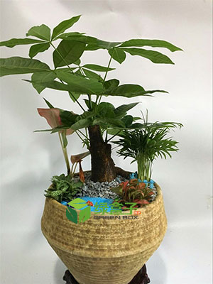 發(fā)財樹組合盆栽