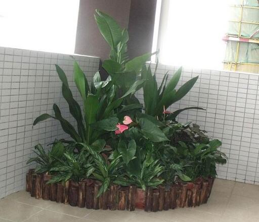 重慶綠植租擺公司哪家好，綠植對(duì)緩解眼睛視力疲勞有哪些好處