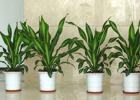 室內(nèi)觀葉植物如何選擇，應(yīng)該怎樣進(jìn)行養(yǎng)護(hù)