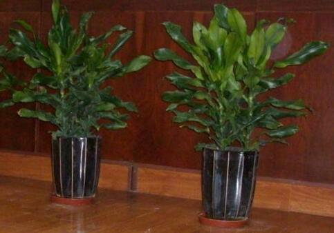 室內(nèi)觀葉植物如何選擇，應(yīng)該怎樣進(jìn)行養(yǎng)護(hù)