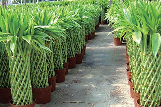 室內(nèi)植物富貴塔養(yǎng)護時應(yīng)注意些什么