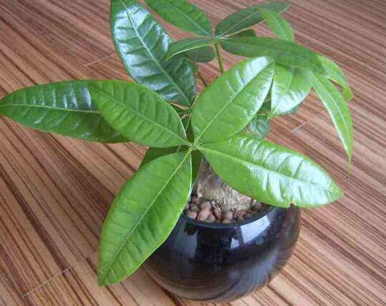 重慶綠植租擺,長假期間的花卉養(yǎng)殖技巧