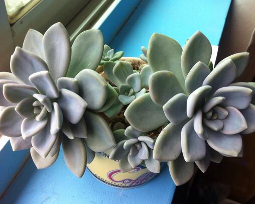 多肉植物根、莖、葉的作用有哪些?