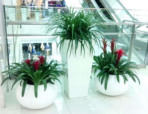 重慶綠植租賃哪家好，植物租賃行業(yè)未來(lái)前景如何