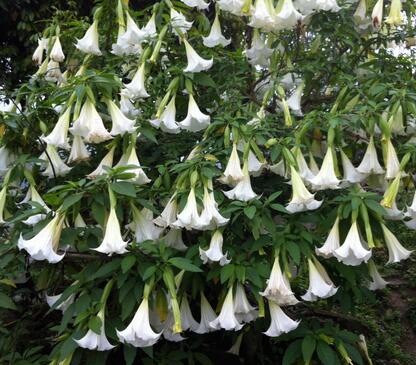 重慶綠植租擺，有些花草惹不得