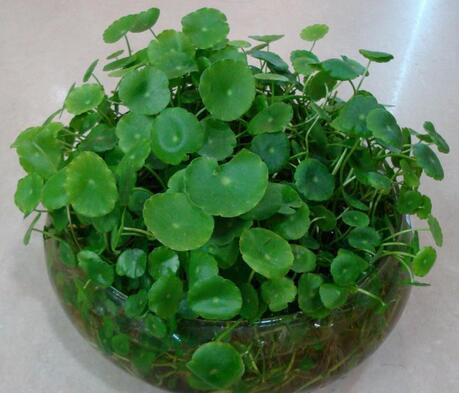 重慶綠盒子園藝知識之銅錢草如何養(yǎng)護