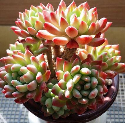 重慶植物租賃為你解答多肉為什么狀態(tài)會相差那么多？