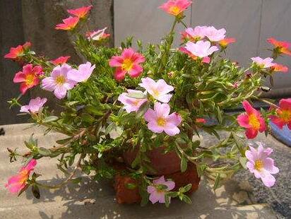 太陽(yáng)花養(yǎng)殖管理