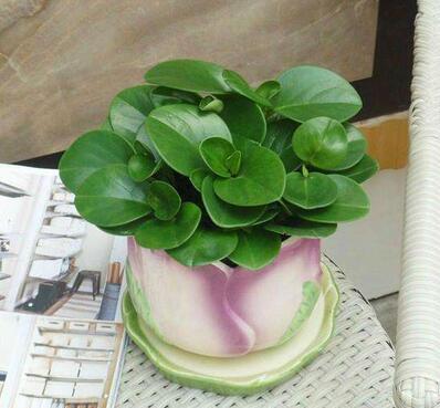 公司綠植租擺價(jià)格如何計(jì)算