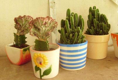 植物租賃價格影響因素有哪些，重慶植物租賃