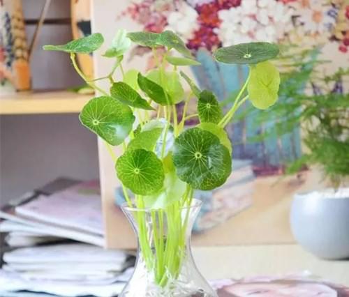 哪些植物能夠水培水養(yǎng)，水扶植物有哪些