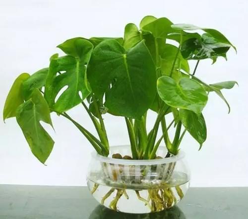 哪些植物能夠水培水養(yǎng)，水扶植物有哪些