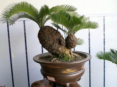 綠化，要好看更要實用