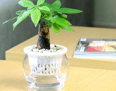 辦公室綠植養(yǎng)護(hù)小知識解答