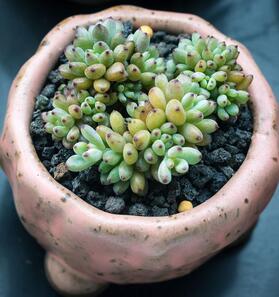 綠色植物花卉養(yǎng)護(hù)常識(shí)之一，溫度與光照