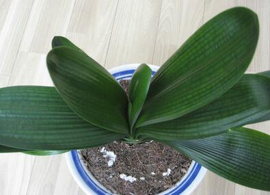 室內(nèi)植物租擺的君子蘭在養(yǎng)護(hù)時容易忽略的事宜