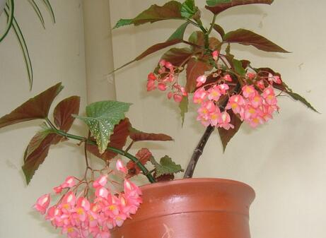 竹節(jié)秋海棠是什么，竹節(jié)秋海棠怎么養(yǎng)