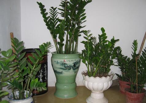 雪鐵芋和金錢樹的區(qū)別，金錢樹是什么