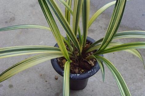 墨蘭是什么 墨蘭什么時(shí)候施肥