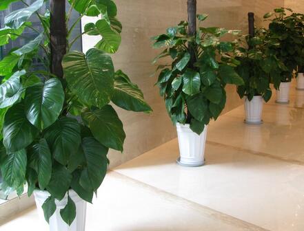辦公室植物租賃注意事項(xiàng)
