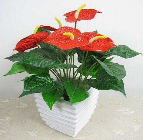 紅掌，紅黃綠的完美搭配