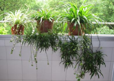 關(guān)于吊蘭如何施肥的講解