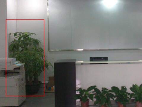 發(fā)財(cái)樹