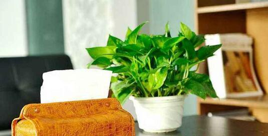 辦公室放什么綠植好，辦公室適合擺放什么植物